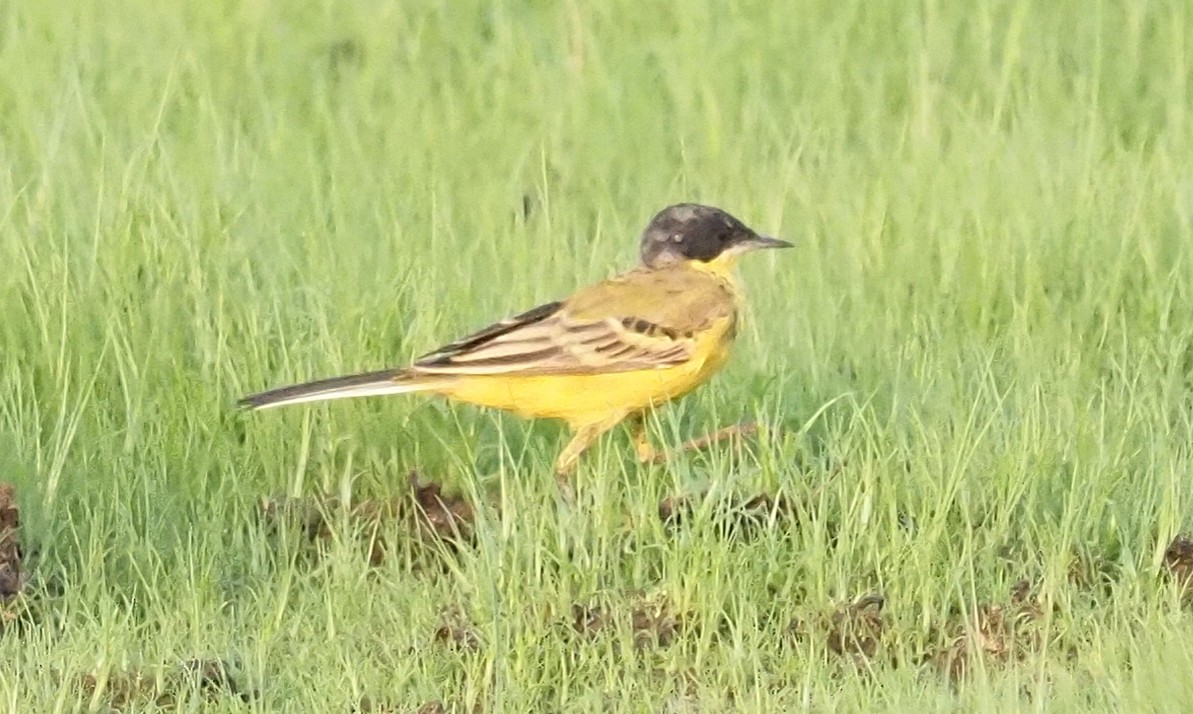 Western Yellow Wagtail - hari kumar