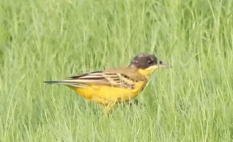 Western Yellow Wagtail - hari kumar