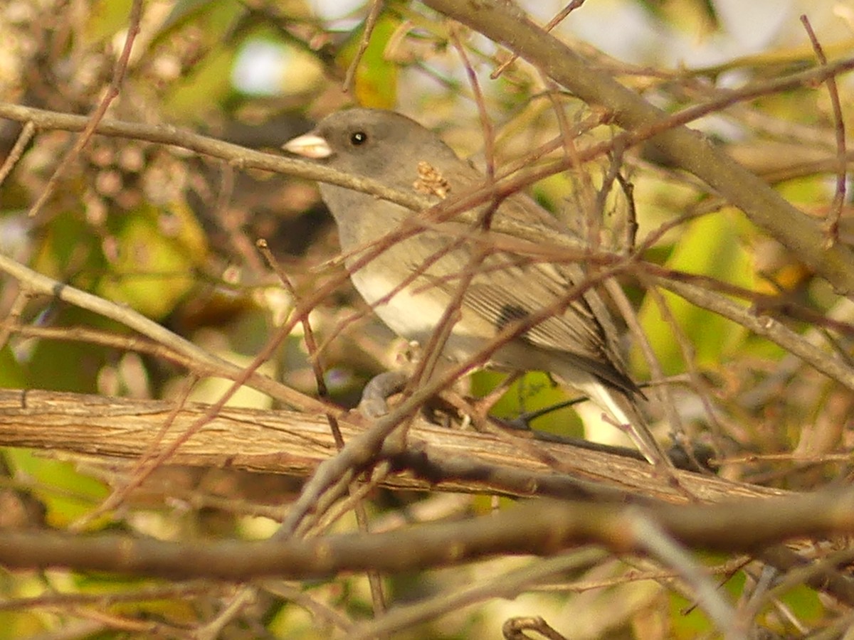 Dark-eyed Junco (Slate-colored) - ML614541992