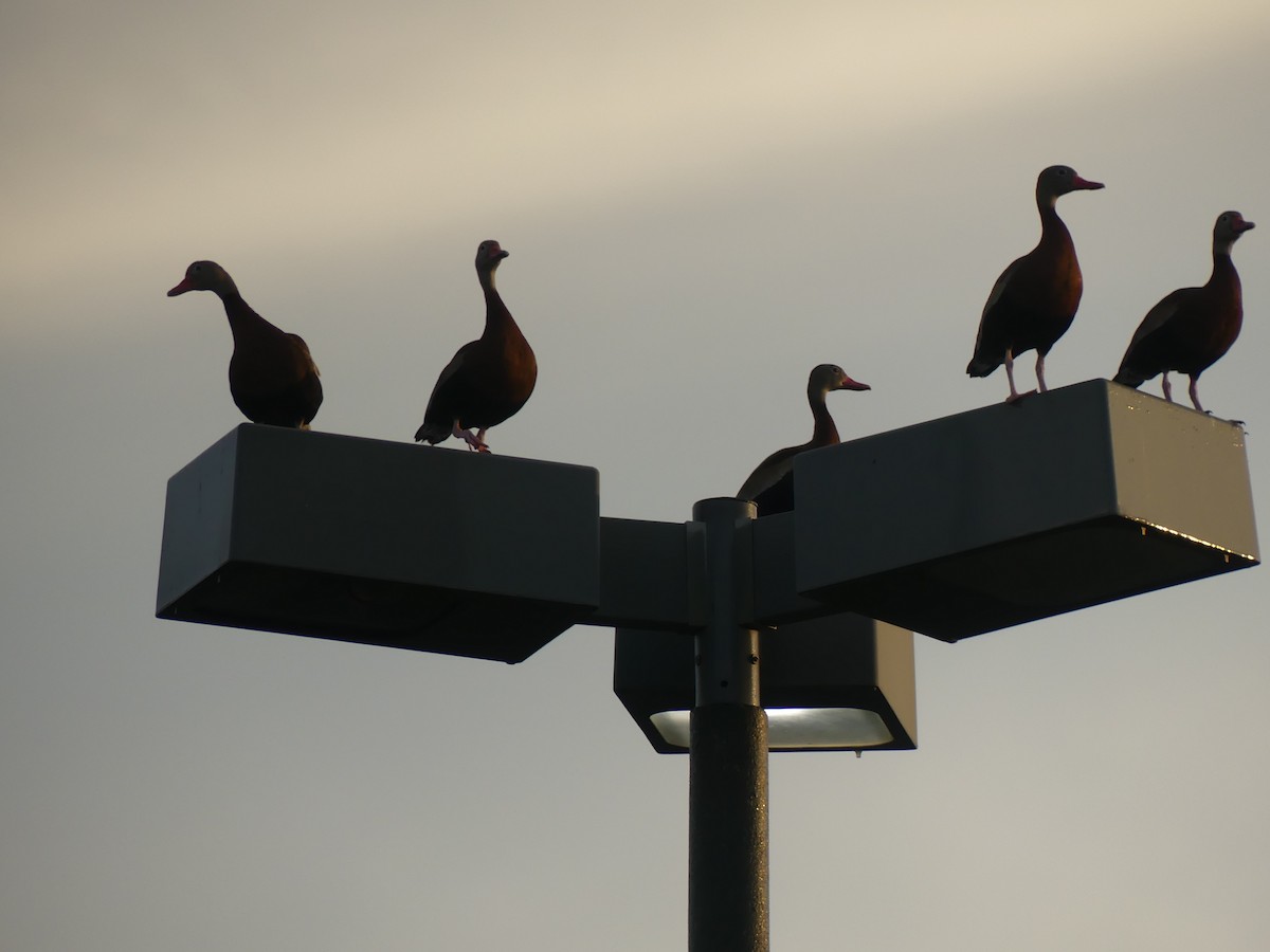 Black-bellied Whistling-Duck - ML614542017