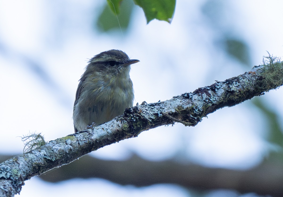 Lompobattang Leaf Warbler - Forest Botial-Jarvis