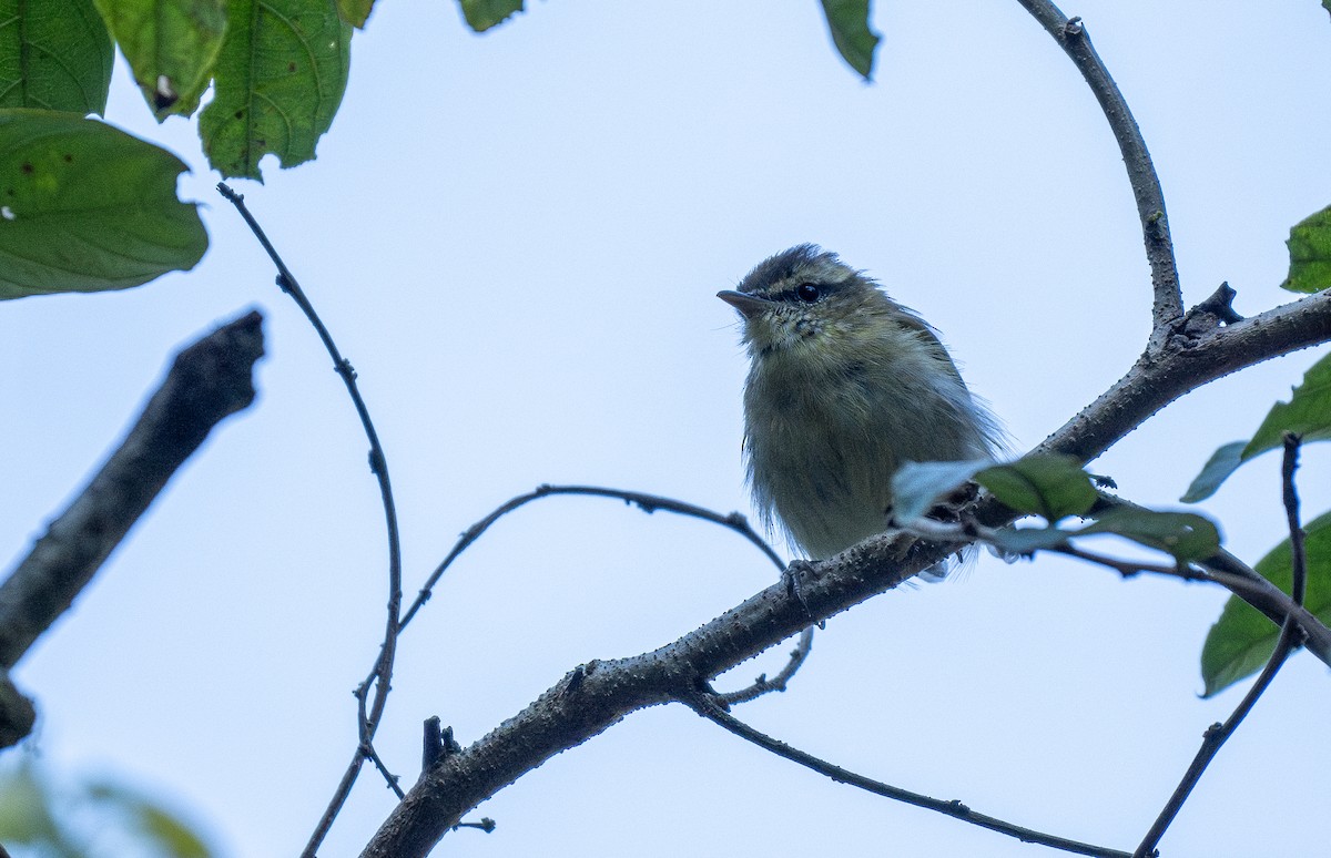 Lompobattang Leaf Warbler - ML614542077