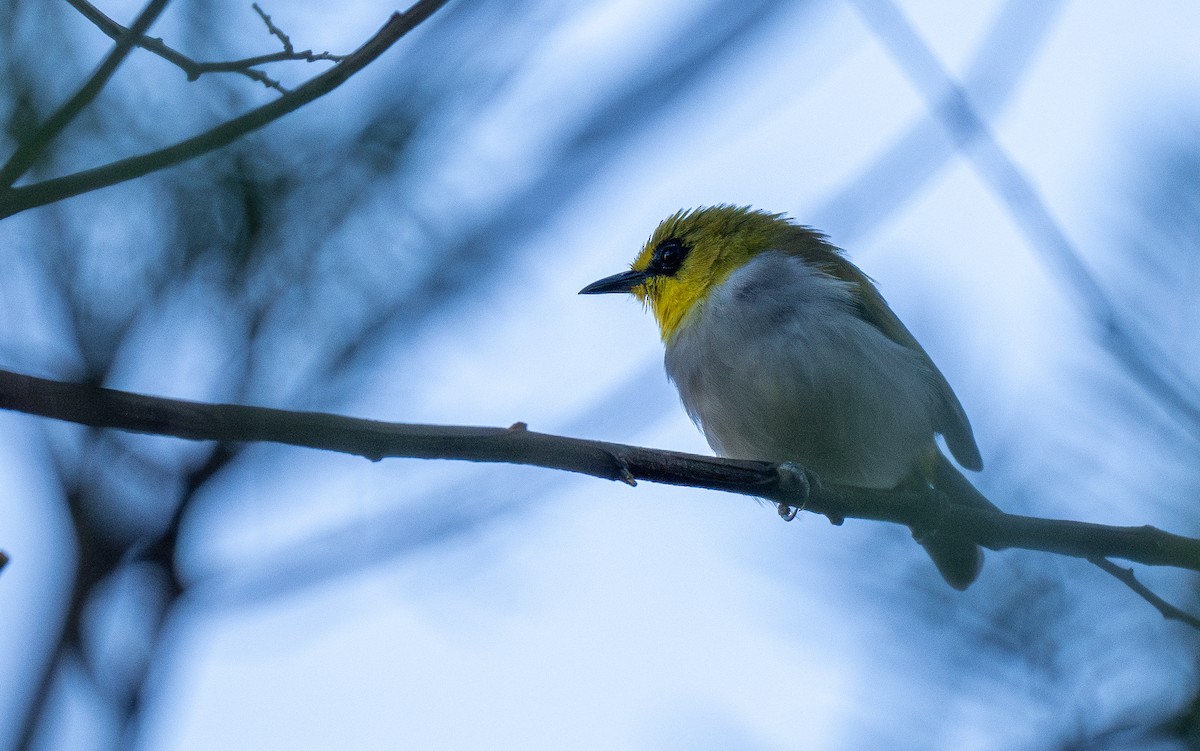 Black-ringed White-eye - ML614542114