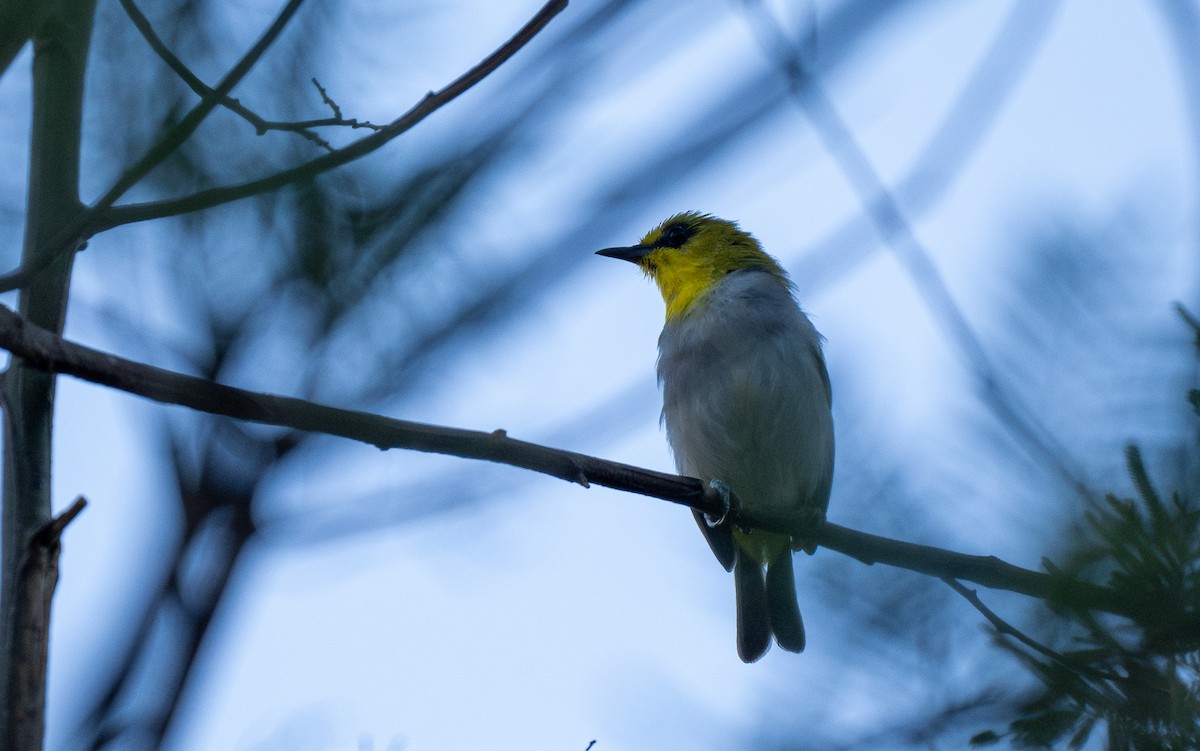 Black-ringed White-eye - ML614542115