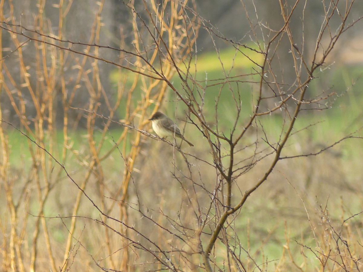 Eastern Phoebe - ML614542131