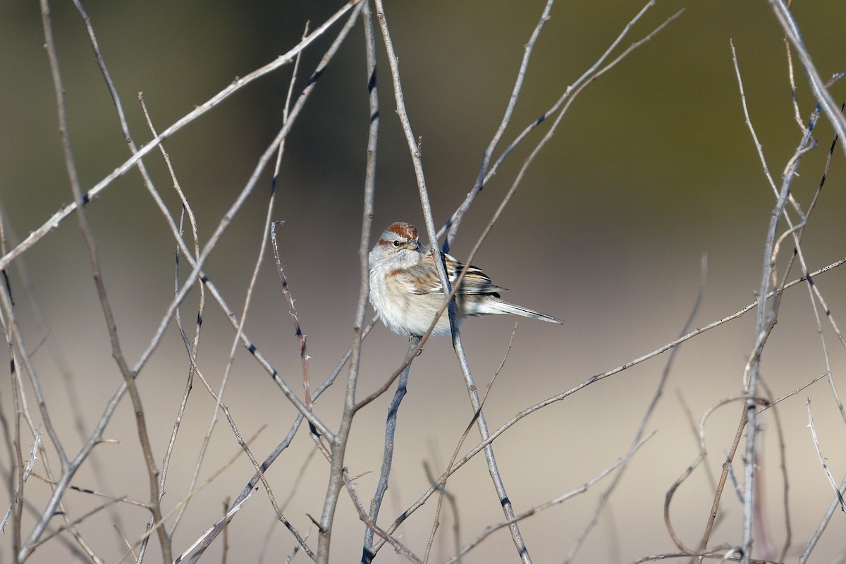 American Tree Sparrow - ML614542135