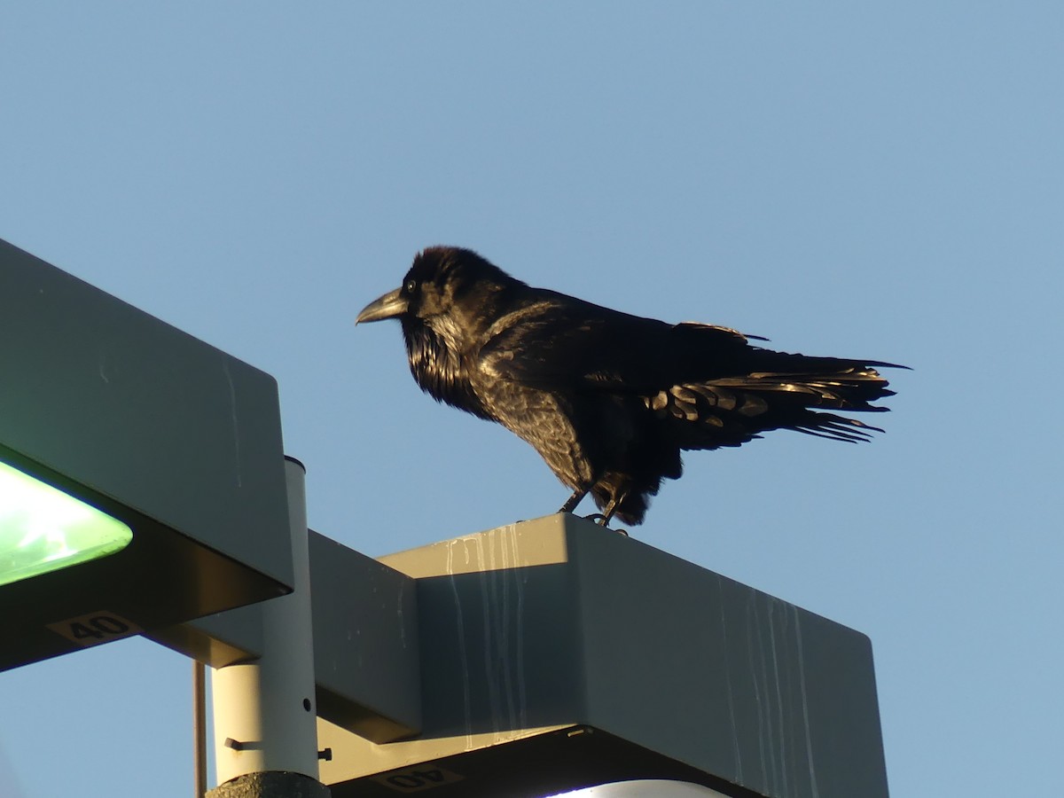 Common Raven - Rebecca Merrill