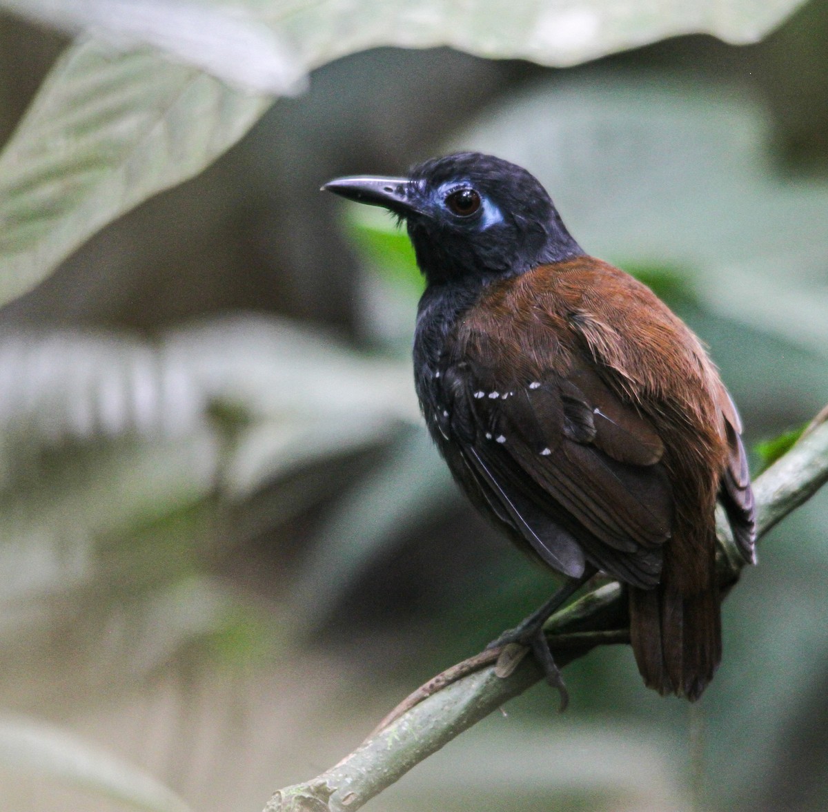 Chestnut-backed Antbird - ML614542255