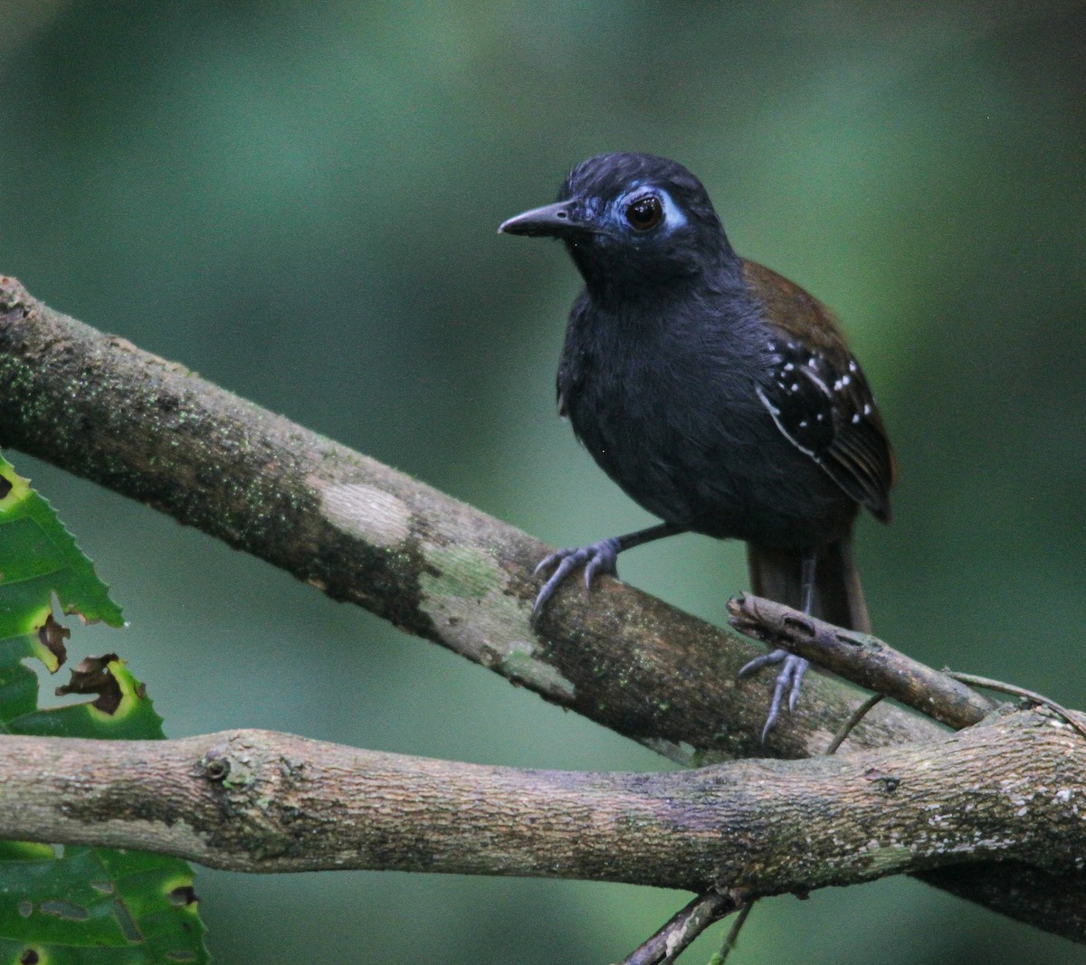 Chestnut-backed Antbird - ML614542256