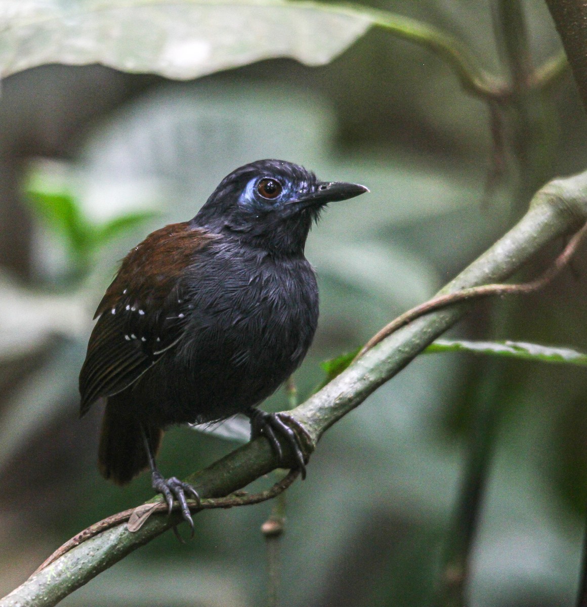 Chestnut-backed Antbird - ML614542257