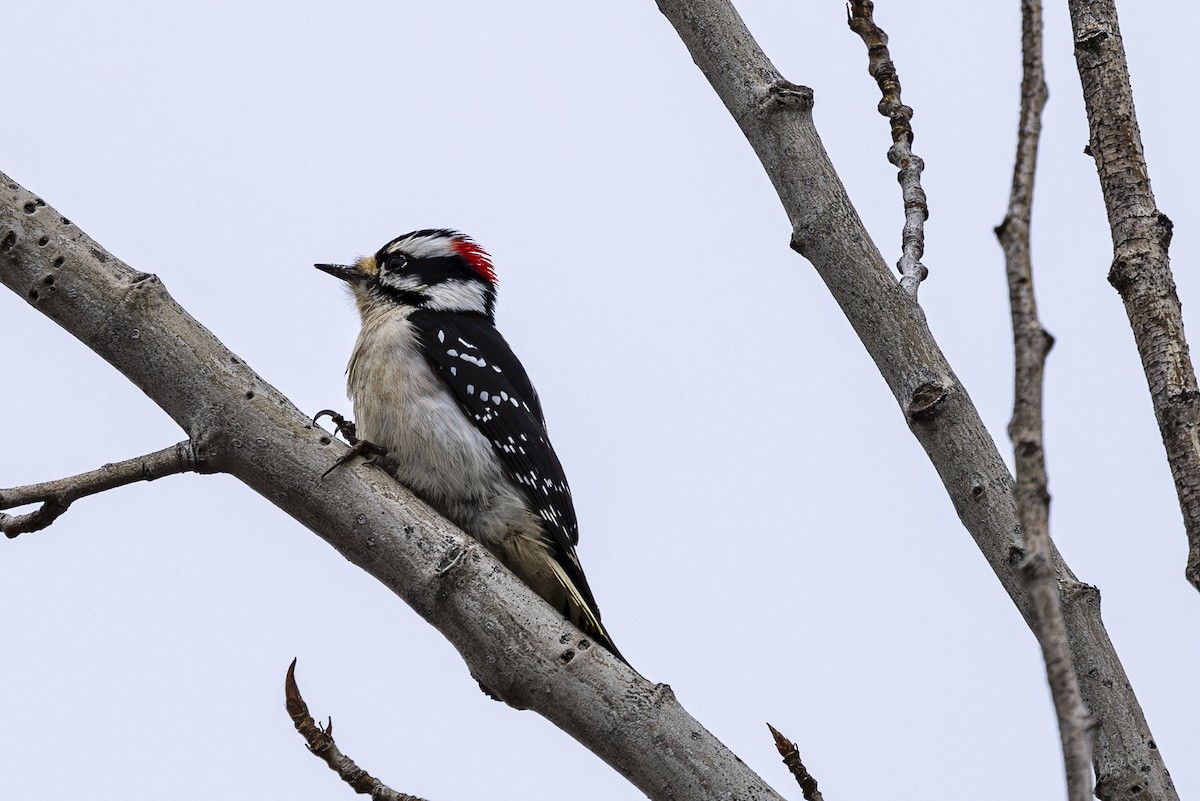 Downy Woodpecker - ML614542300