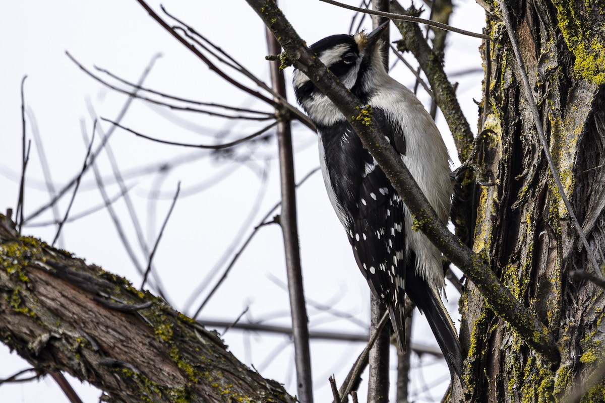 Downy Woodpecker - ML614542306