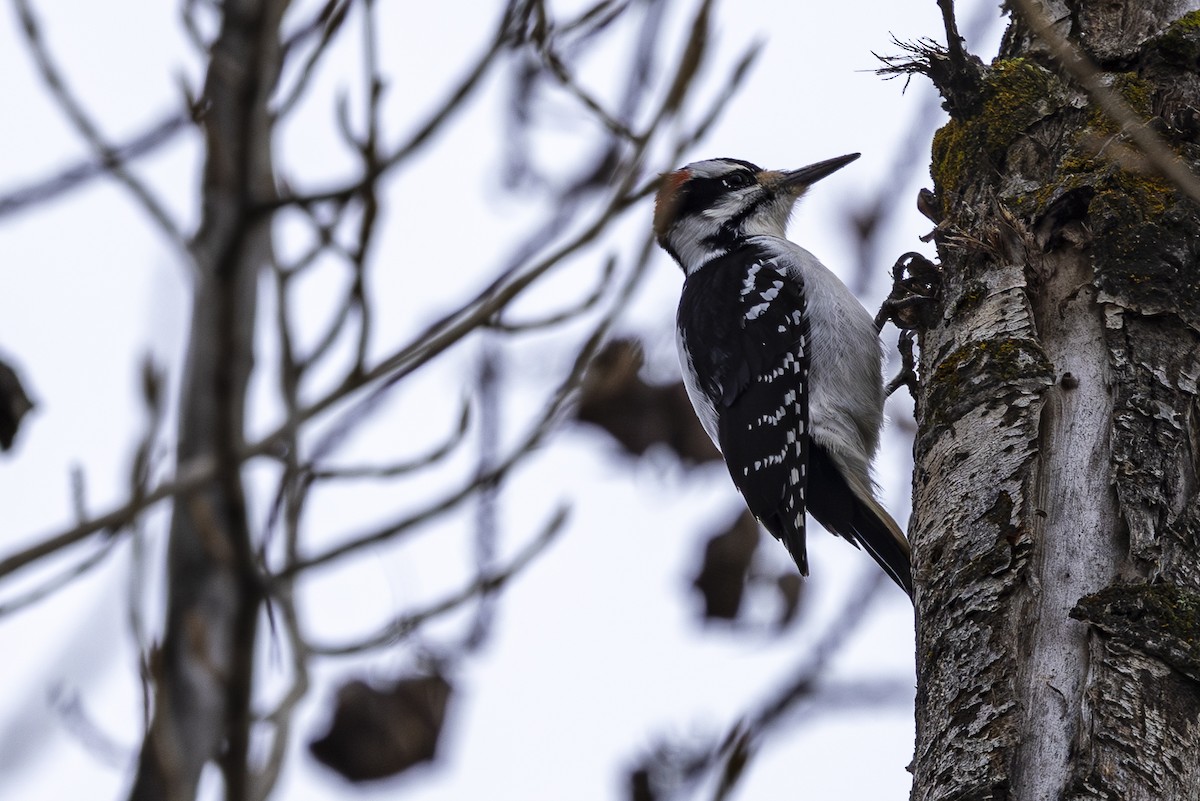 Hairy Woodpecker - ML614542315