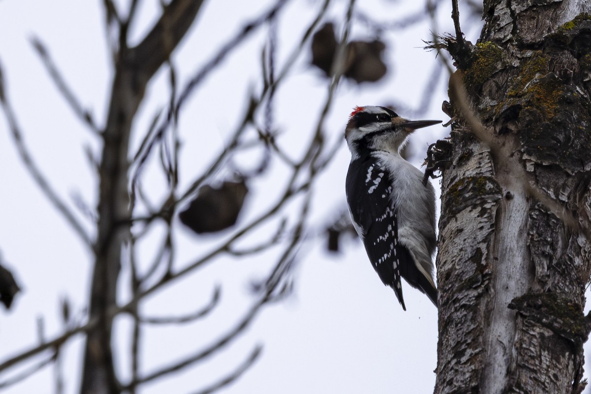 Hairy Woodpecker - ML614542316