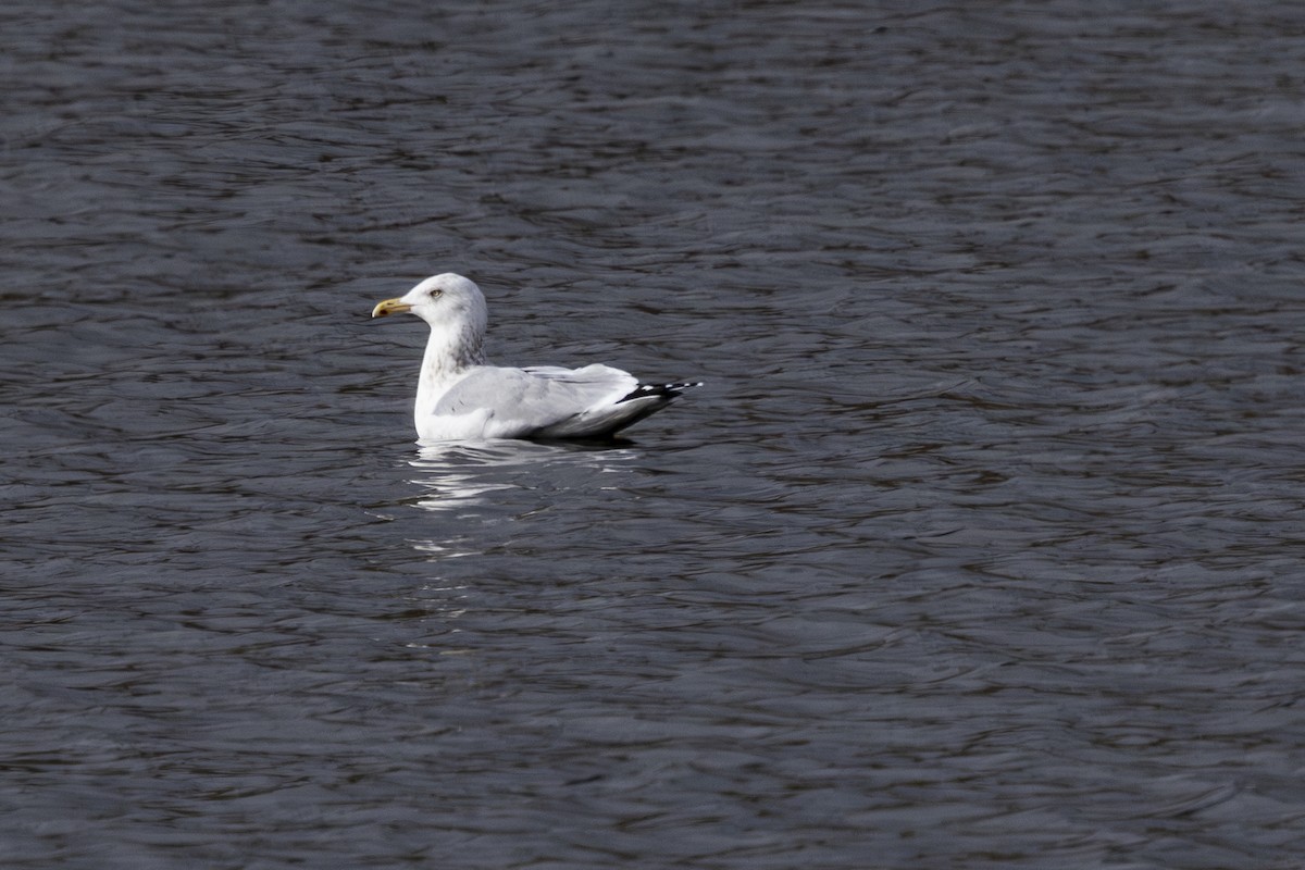 Gaviota Argéntea - ML614542353