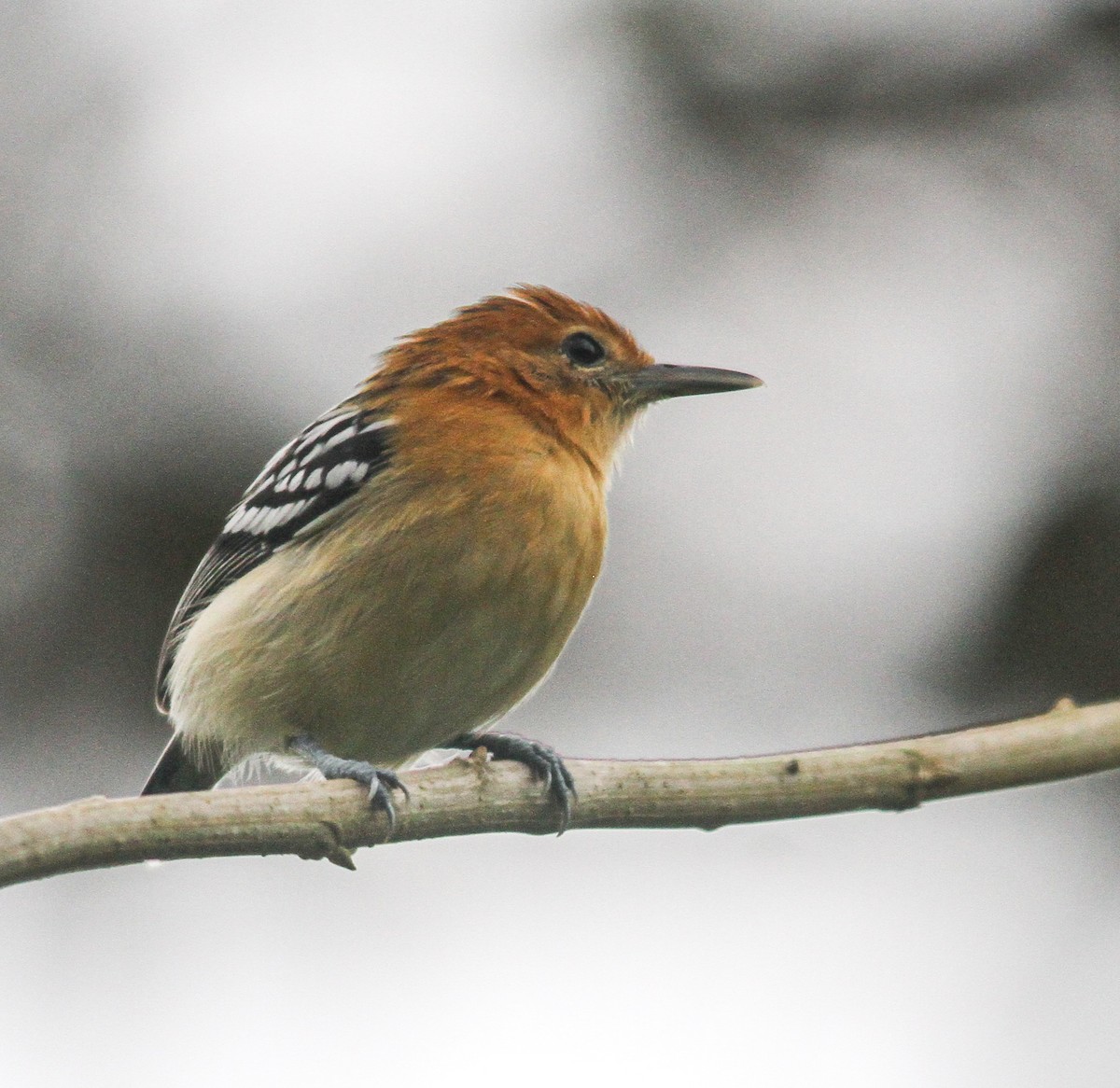 Pacific Antwren - ML614542384