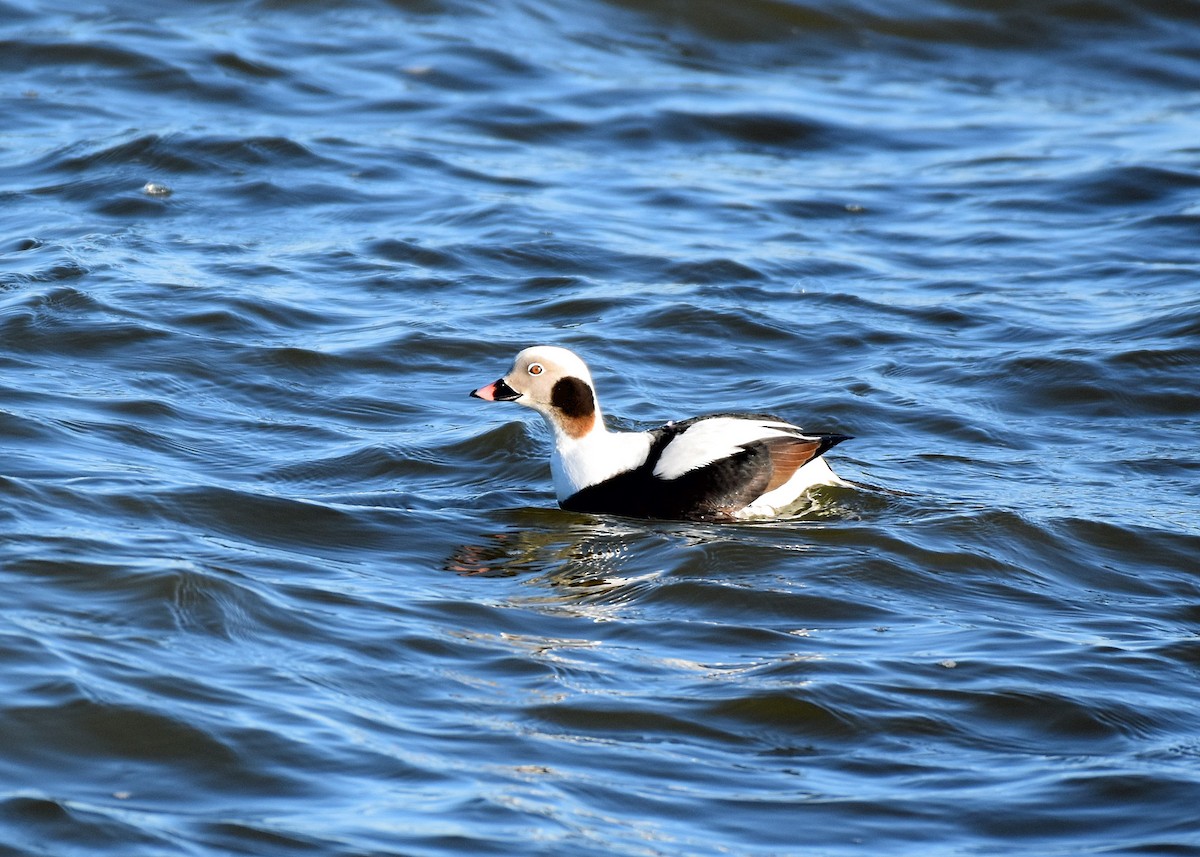 Long-tailed Duck - Mike Mosser