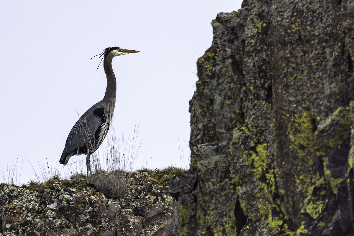 Great Blue Heron - ML614542396