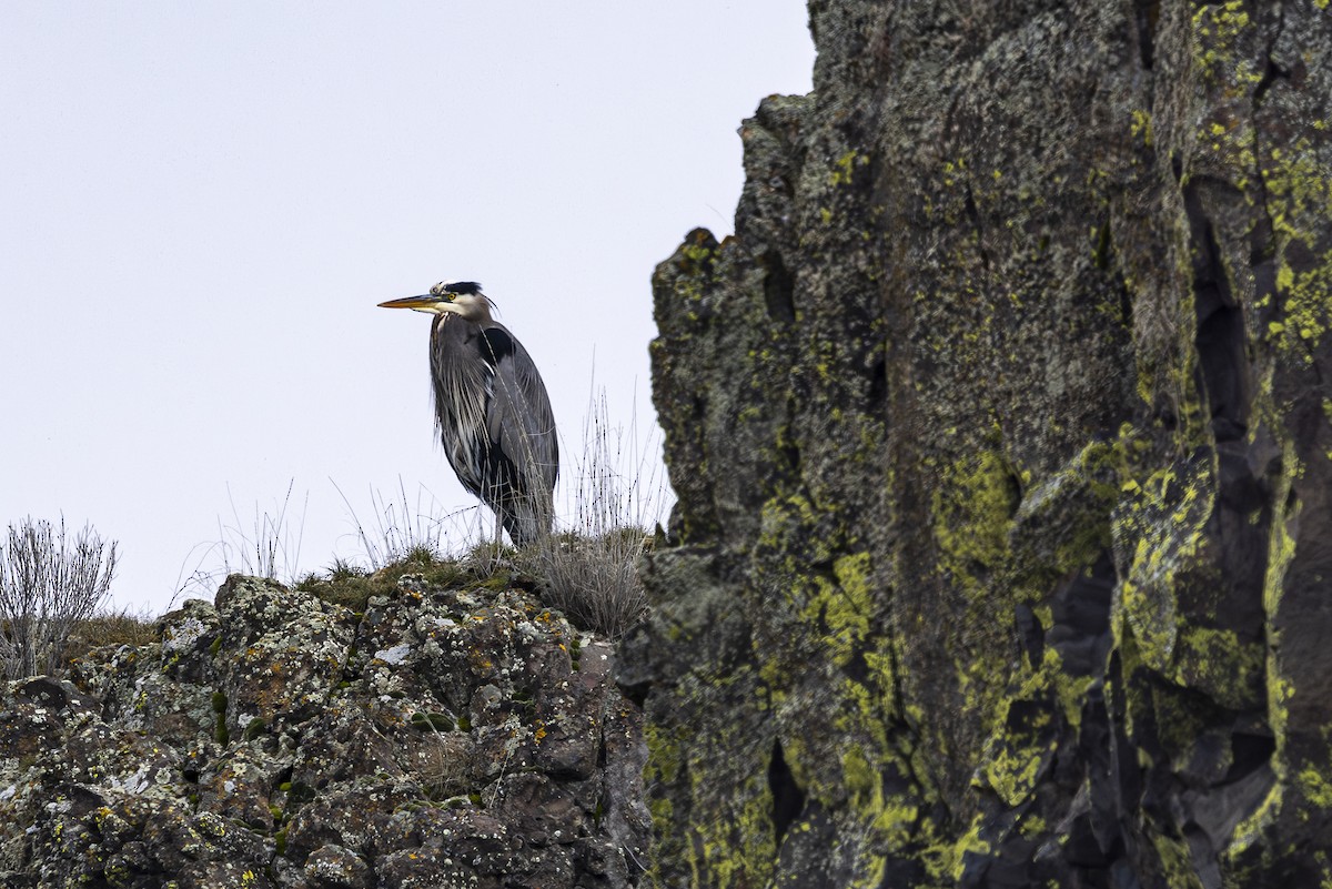 Great Blue Heron - ML614542399