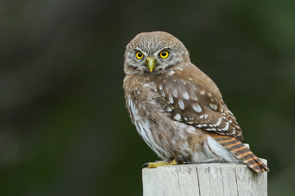 Austral Pygmy-Owl - Dietmar PETRAUSCH