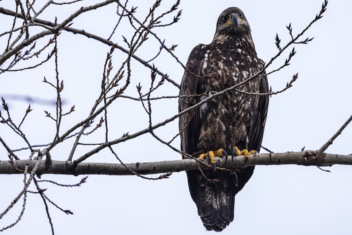 Weißkopf-Seeadler - ML614542417