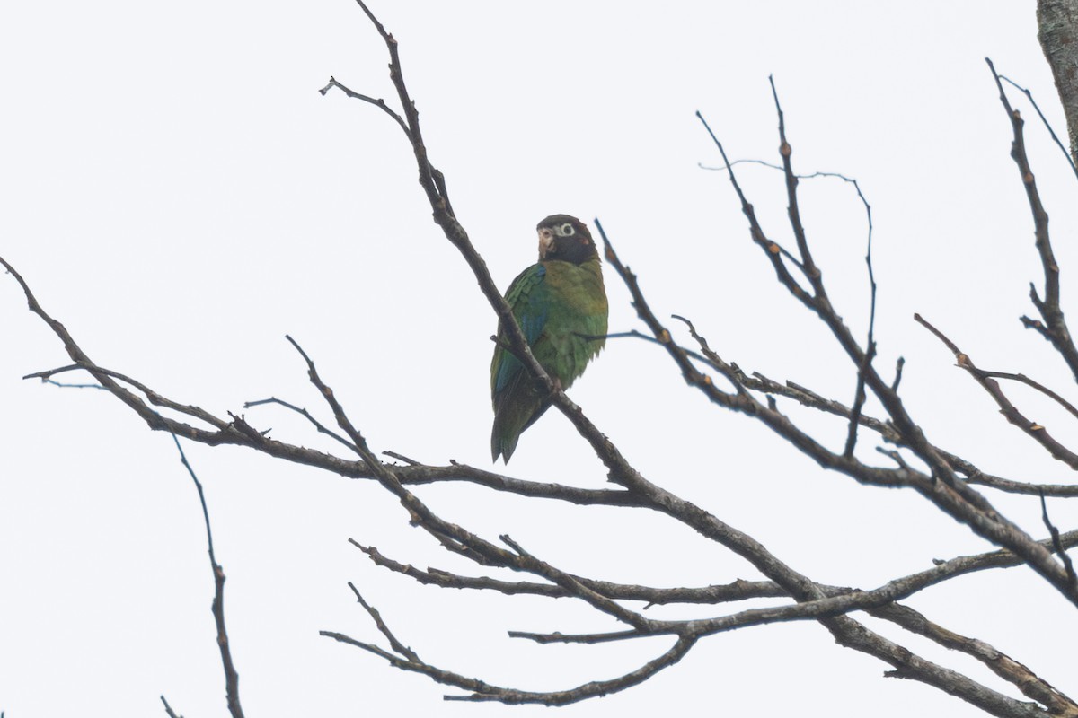 Brown-hooded Parrot - R M