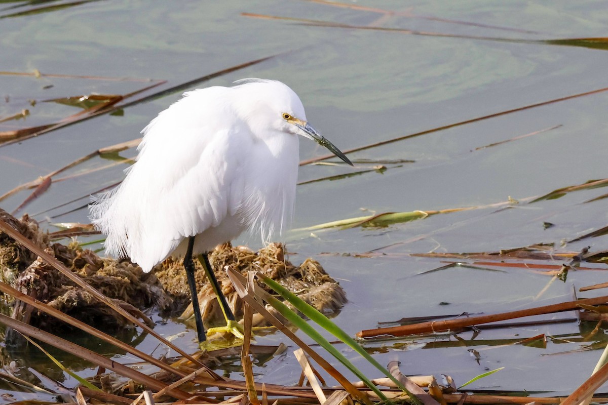 Aigrette neigeuse - ML614542476