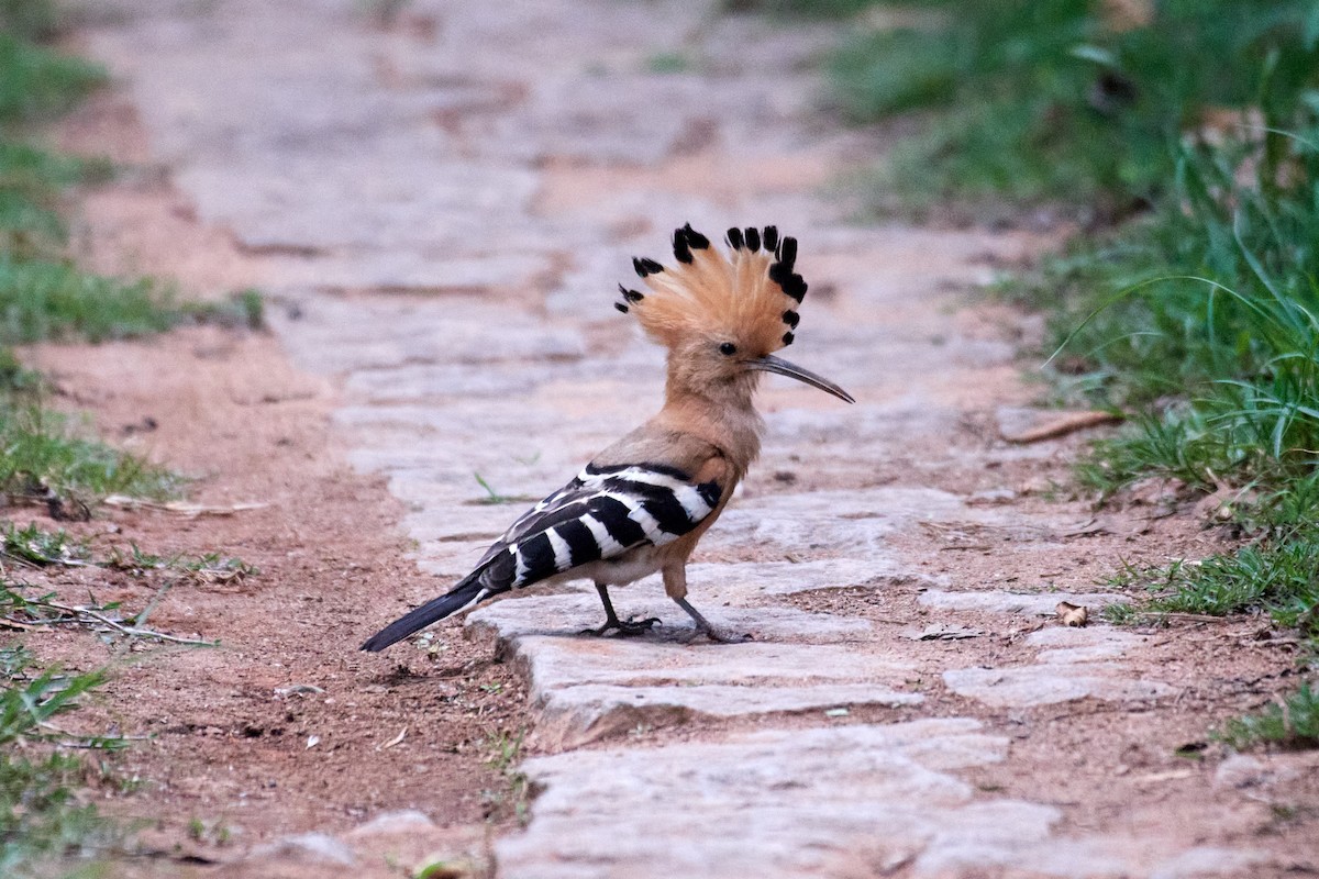 Madagascar Hoopoe - ML614542494