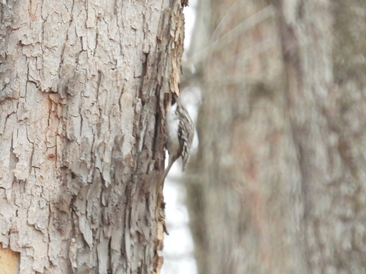 Brown Creeper - ML614542551