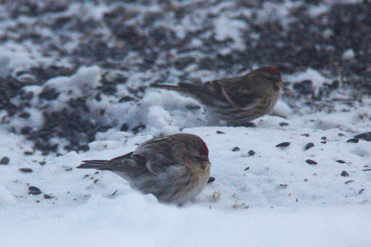 Redpoll (Hoary) - ML614542554