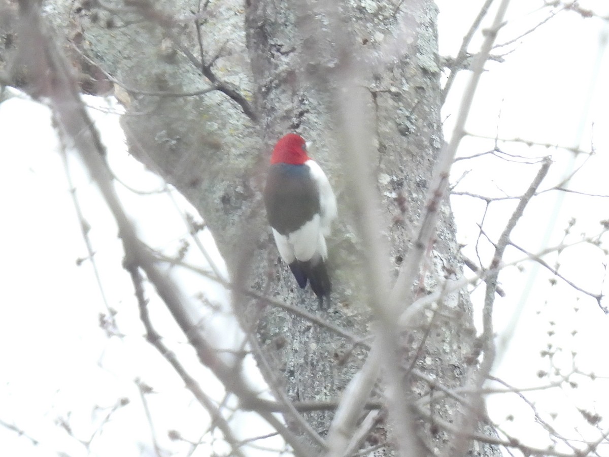 Red-headed Woodpecker - ML614542564