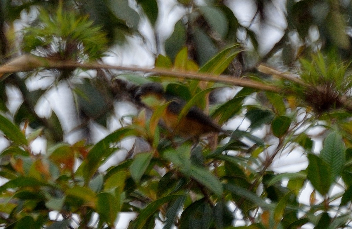 Rufous-crested Tanager - Lander Zurikarai