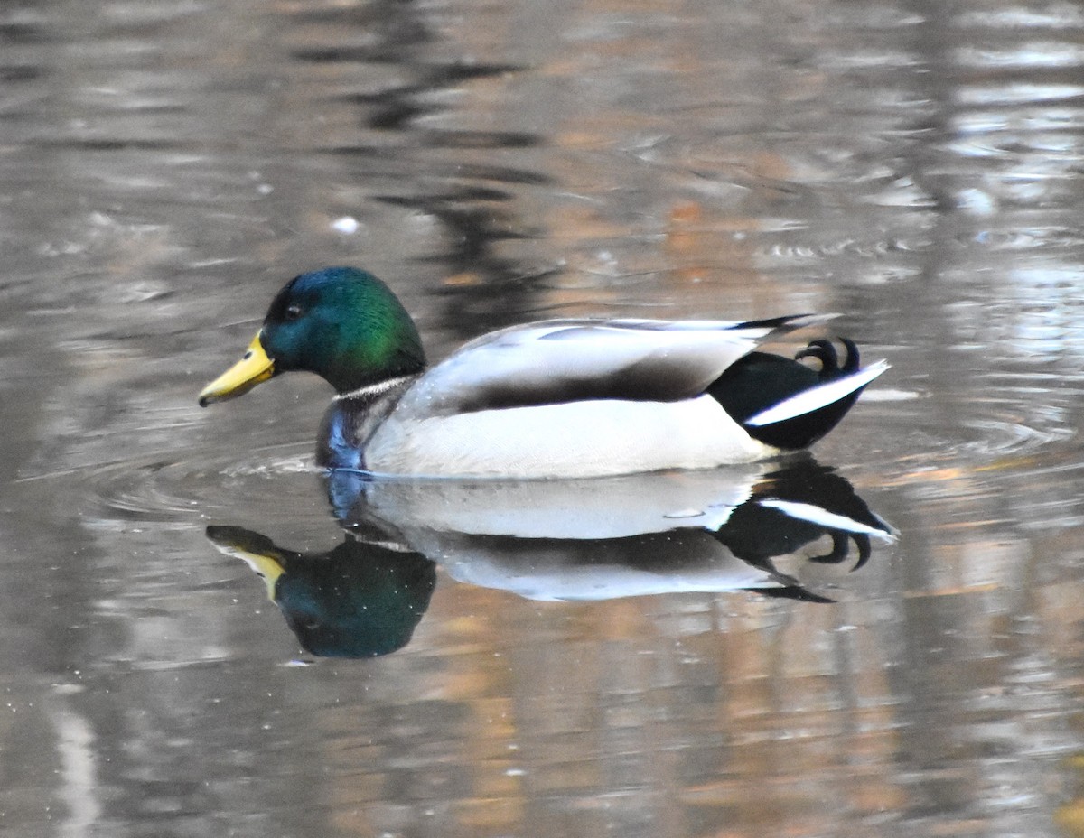 Mallard - ML614542601