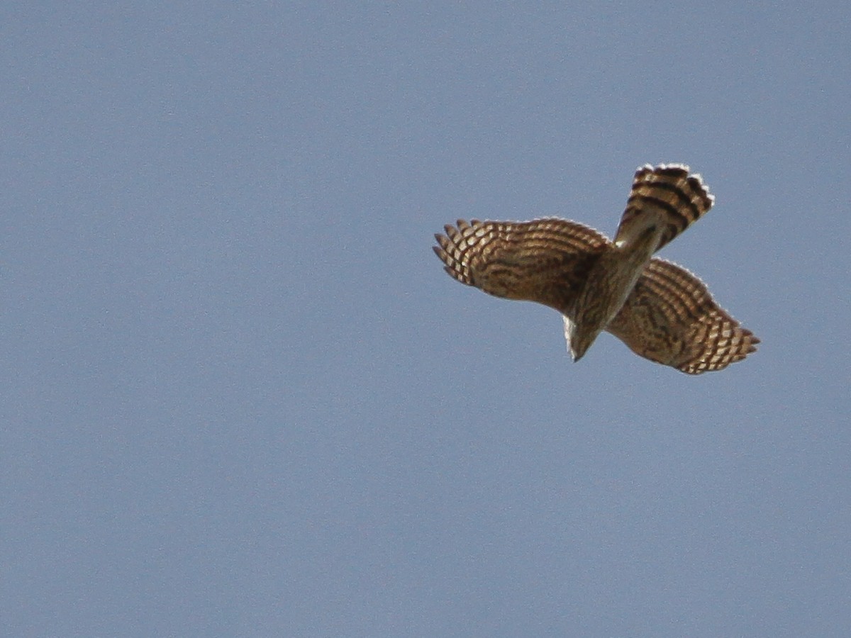 American Goshawk - ML614542669