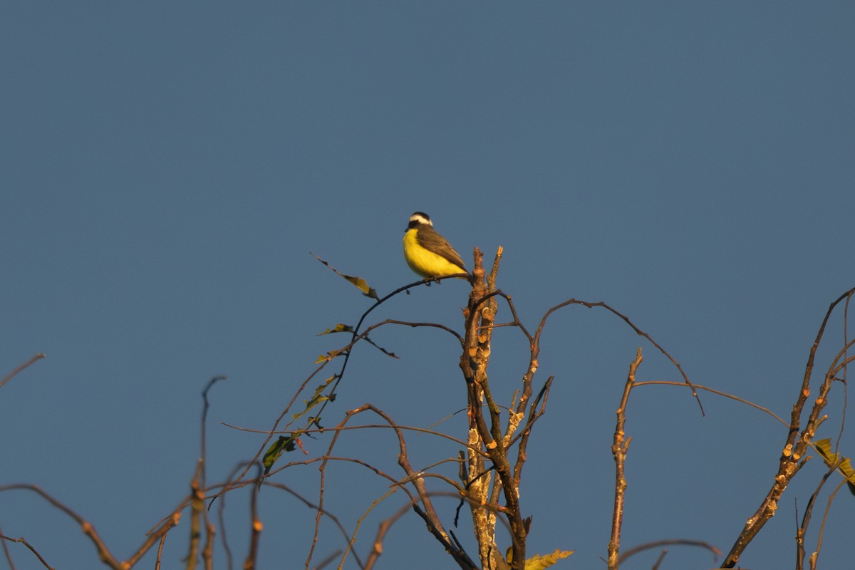 White-ringed Flycatcher - ML614542679