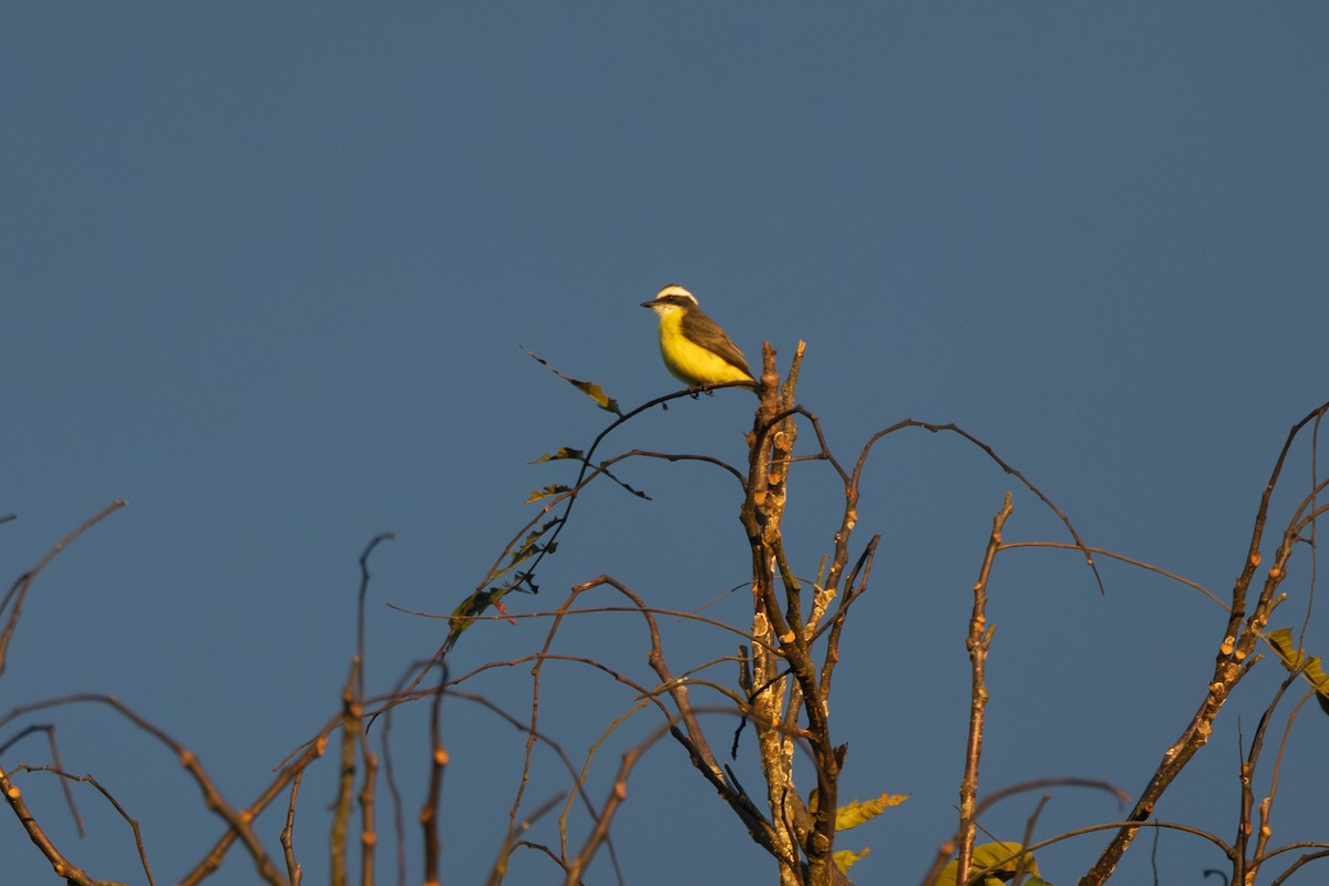 White-ringed Flycatcher - R M