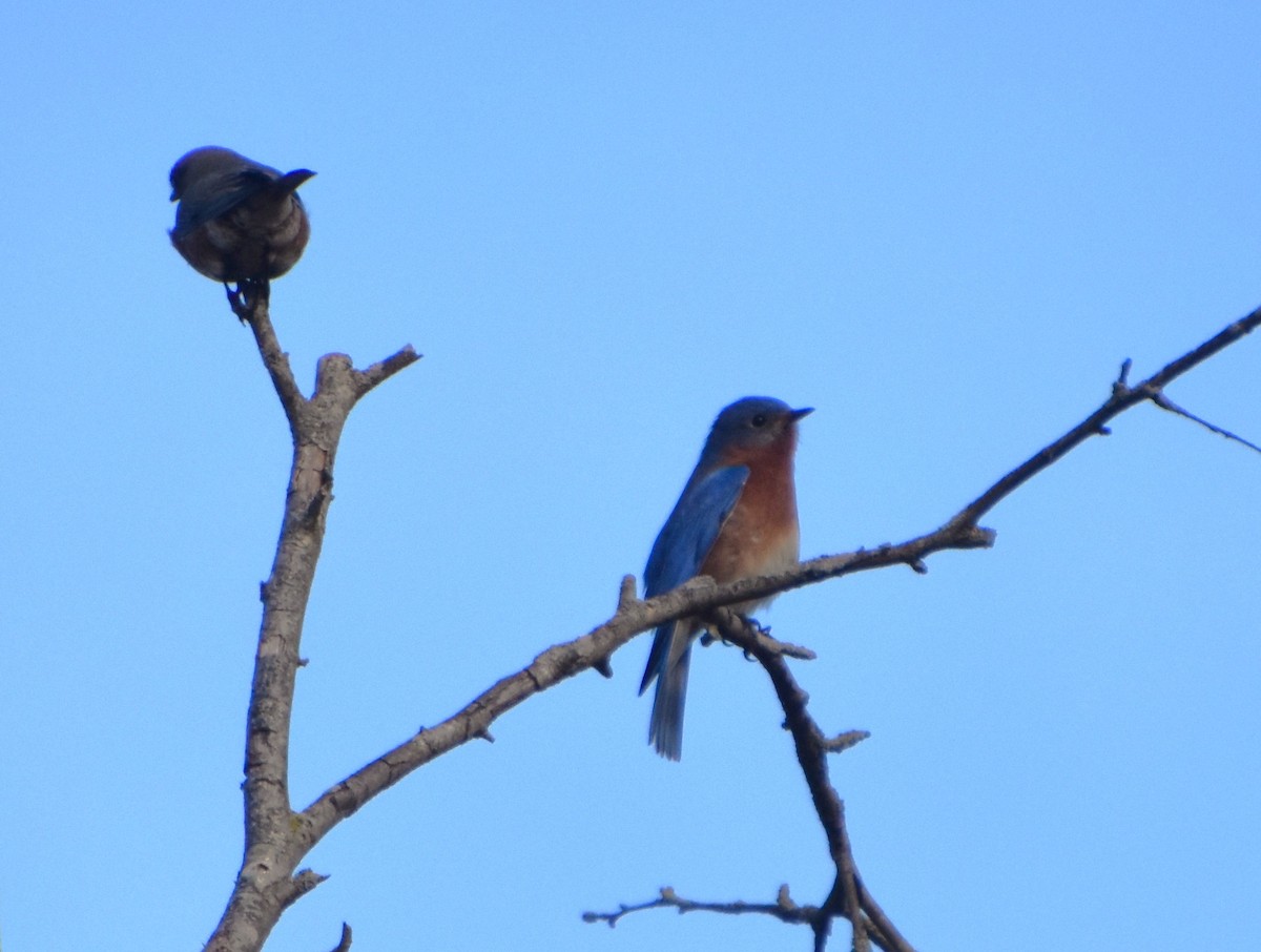 Eastern Bluebird - Brad Jackson