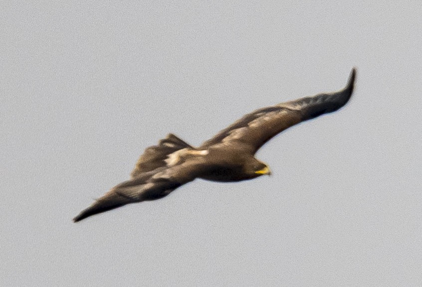 Greater Spotted Eagle - ML614542759