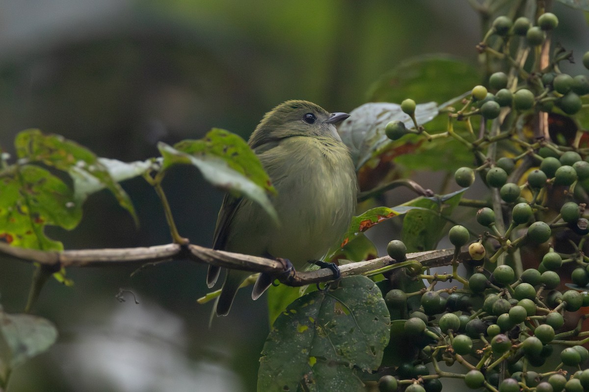 White-ruffed Manakin - ML614542776