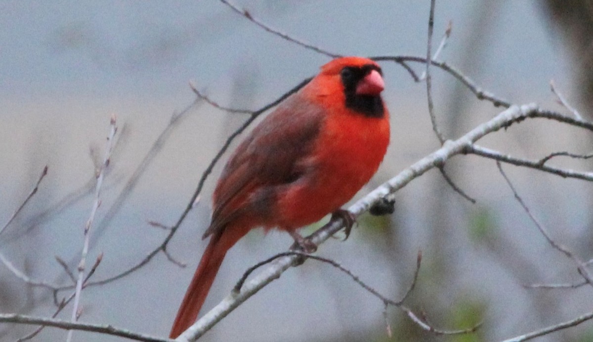 Northern Cardinal - ML614542908