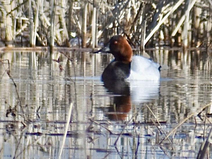 Canvasback - ML614542926