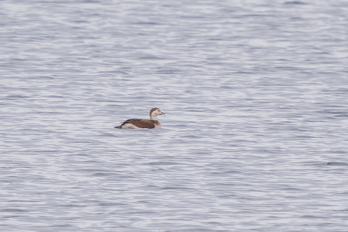 Long-tailed Duck - ML614542974