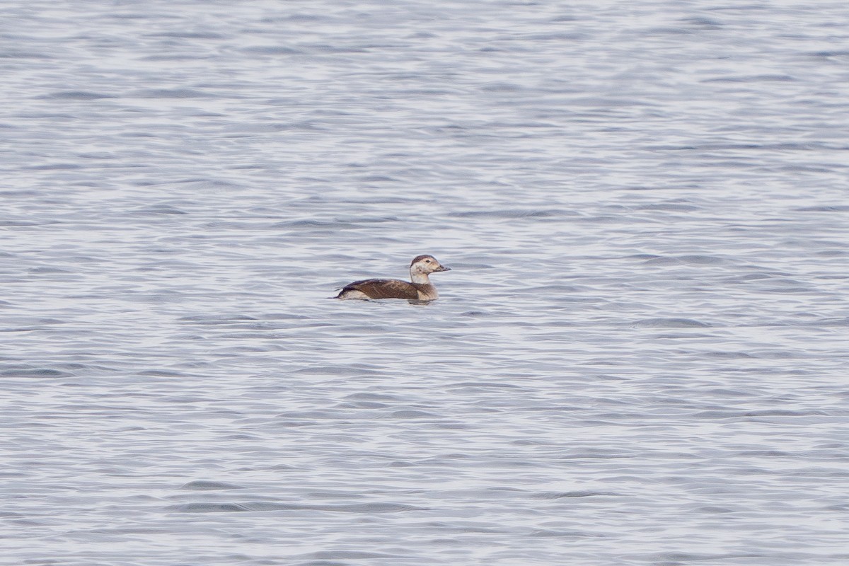 Long-tailed Duck - Robert Raker