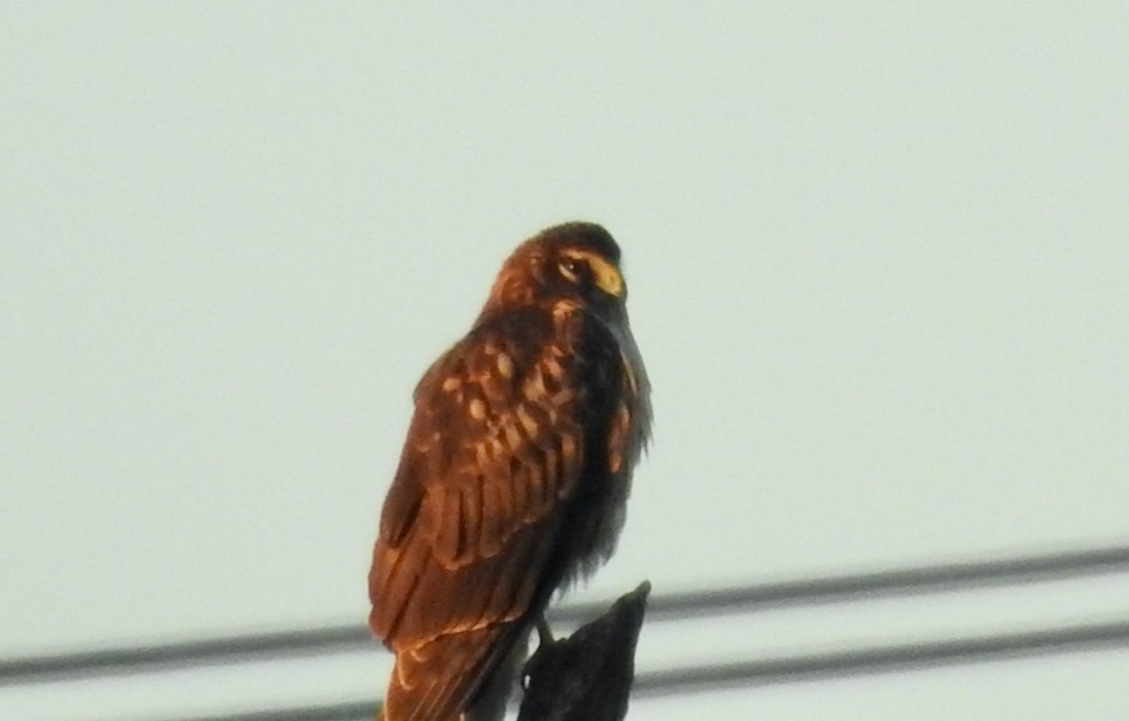 Northern Harrier - ML614543053