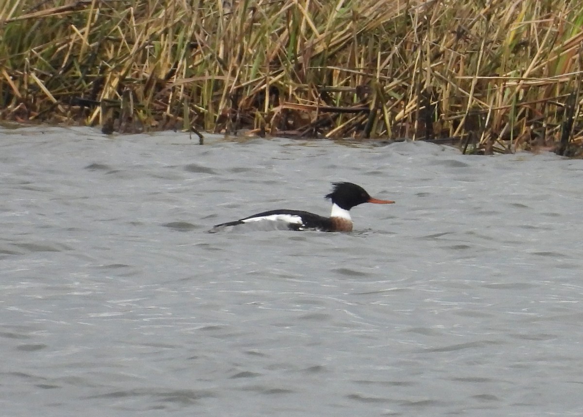 Red-breasted Merganser - Kathy Springer