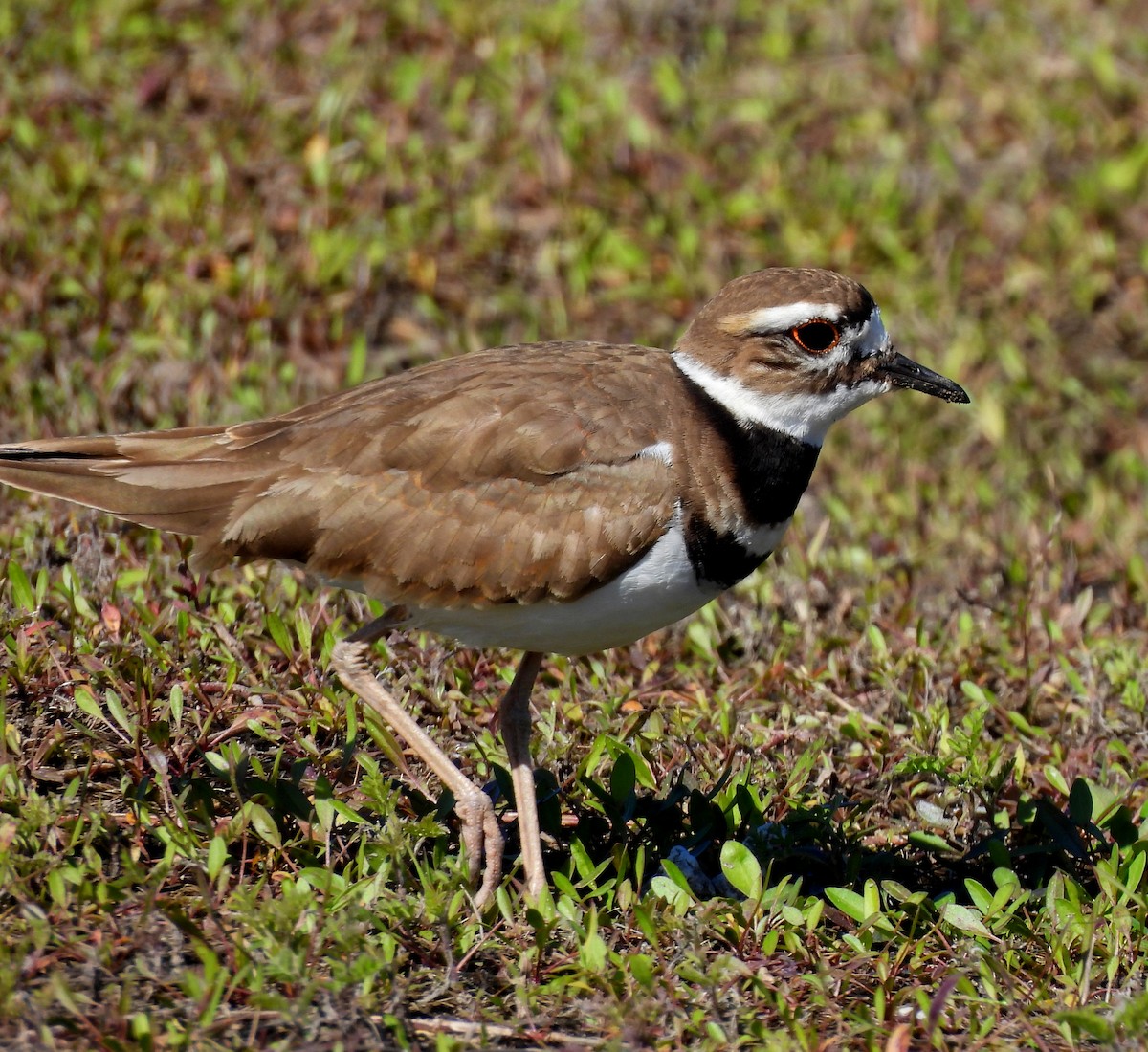 Killdeer - ML614543112