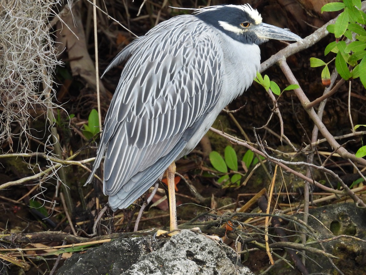 Yellow-crowned Night Heron - ML614543134