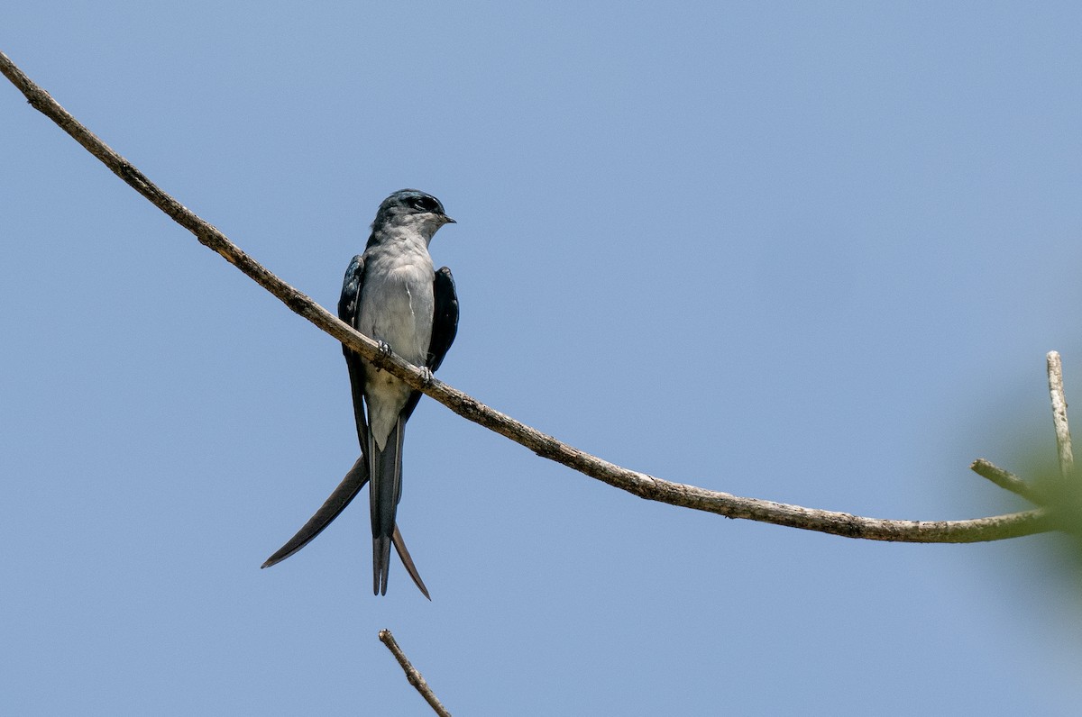 Gray-rumped Treeswift - Forest Botial-Jarvis