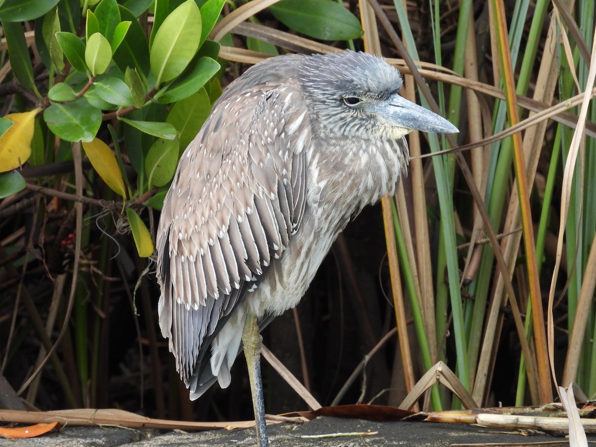 Yellow-crowned Night Heron - ML614543155