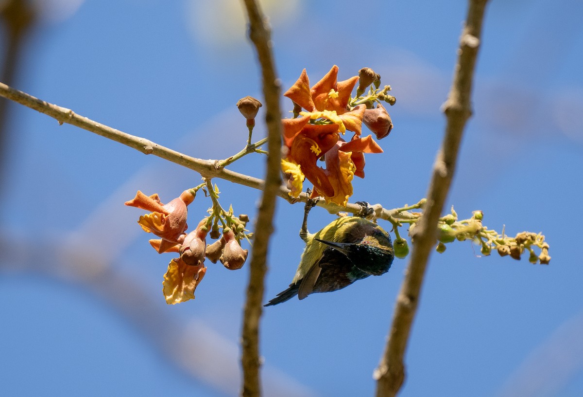 Brown-throated Sunbird - Forest Botial-Jarvis